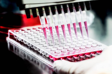 Forscher, die Mikropipettenlösungen auf Mikroplatten für biologische Tests verwenden. 96 Brunnenplatte mit Proben für die biologische Analyse. Wissenschaftler halten Mikroplatte für biomedizinische Forschung in der Hand.