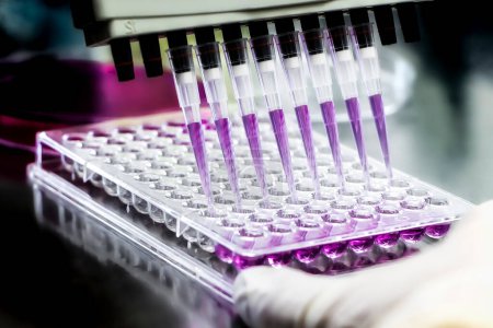 Forscher, die Mikropipettenlösungen auf Mikroplatten für biologische Tests verwenden. 96 Brunnenplatte mit Proben für die biologische Analyse. Wissenschaftler halten Mikroplatte für biomedizinische Forschung in der Hand.