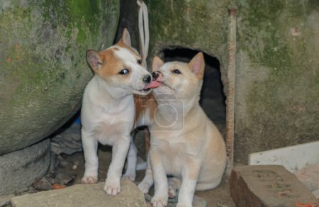 Street dog puppies playing with each other. Puppies playing in dog house outside. Little cute Puppies.
