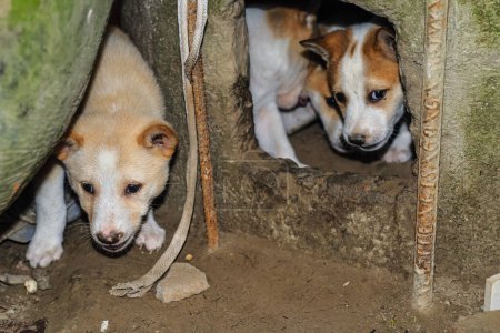 Street dog puppies playing with each other. Puppies playing in dog house outside. Little cute Puppies.