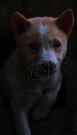 Photo for Cute puppy portrait.  Indian street dog puppies playing. - Royalty Free Image