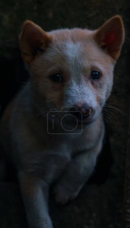 Cute puppy portrait.  Indian street dog puppies playing.