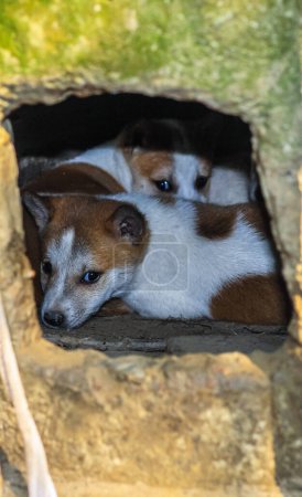 Photo for Street dog puppies playing with each other. Puppies playing in dog house outside. Little cute Puppies. - Royalty Free Image
