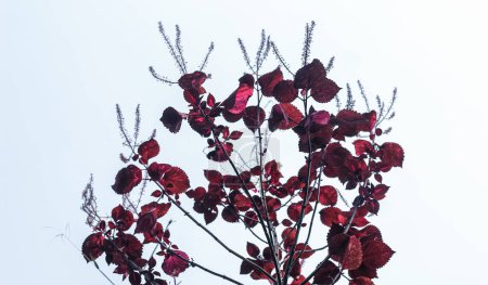 Prunus cerasifera blättert im Sonnenlicht. Rote Blätter mit Himmelshintergrund. Kopierraum.