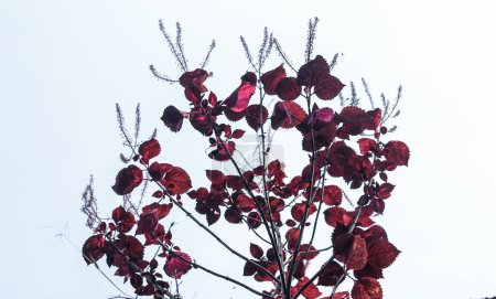 Prunus cerasifera feuilles au soleil. Feuilles rouges avec fond ciel. Espace de copie.