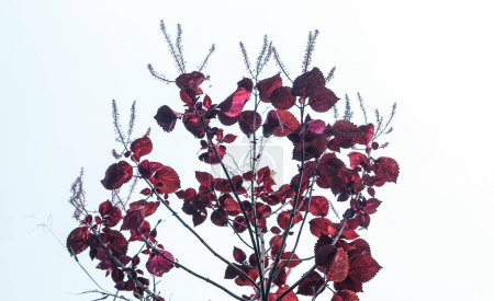 Prunus cerasifera feuilles au soleil. Feuilles rouges avec fond ciel. Espace de copie.