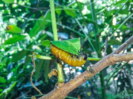 Viburnum-Käferlarve (podontia affinis). Gartenschädling der Familie Chrysomelidae verursacht Schäden an Blättern der Pflanze