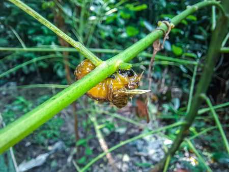 Larva del escarabajo Viburnum (podontia affinis). Plaga de jardín en la familia Chrysomelidae, causando daño a las hojas de la planta