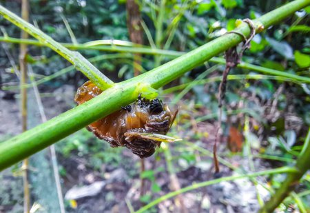 Larva del escarabajo Viburnum (podontia affinis). Plaga de jardín en la familia Chrysomelidae, causando daño a las hojas de la planta