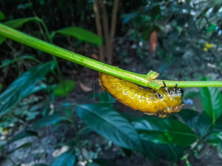 Viburnum-Käferlarve (podontia affinis). Gartenschädling der Familie Chrysomelidae verursacht Schäden an Blättern der Pflanze