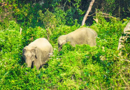 Mères éléphant avec bébé éléphant à la recherche de nourriture. Mère éléphant marchant avec bébé éléphant dans la forêt pour la recherche de nourriture.