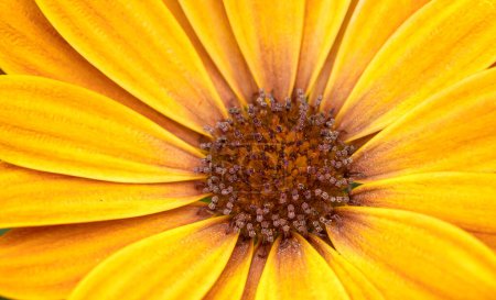 Téléchargez les photos : Une fleur jaune avec un centre brun - en image libre de droit