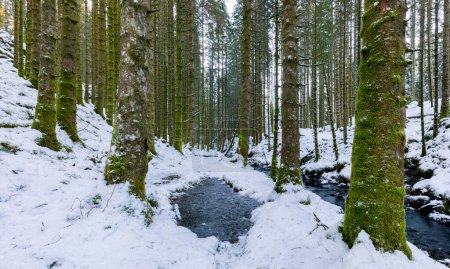 Photo for A stream running through a snowy forest - Royalty Free Image