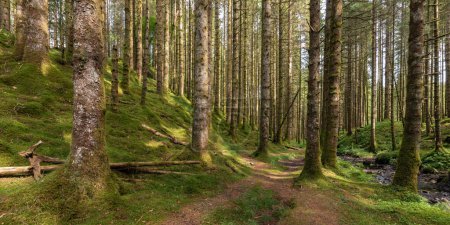 Téléchargez les photos : Un sentier dans les bois avec un ruisseau qui le traverse - en image libre de droit