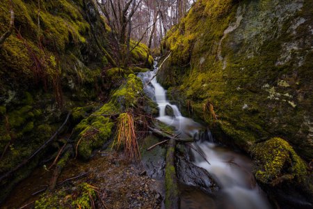 Foto de Un arroyo corriendo a través de un bosque musgoso - Imagen libre de derechos