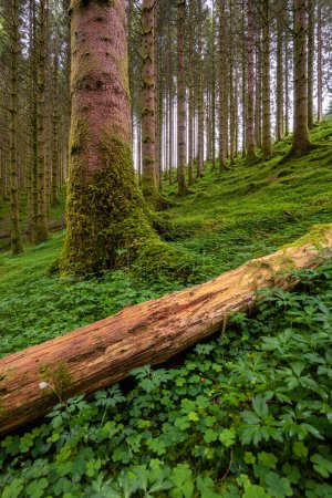 Téléchargez les photos : Une bûche au milieu d'une forêt - en image libre de droit