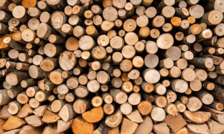 Foto de Una pila de madera con una gran cantidad de troncos cortados - Imagen libre de derechos