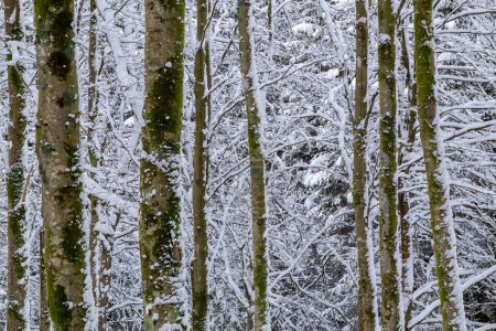 Photo for A person walking through a snowy forest - Royalty Free Image