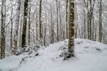 Foto de Un bosque cubierto de nieve con un snowboarder en primer plano - Imagen libre de derechos