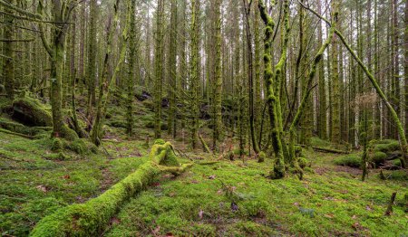 Téléchargez les photos : Une forêt couverte de mousse avec un arbre tombé - en image libre de droit