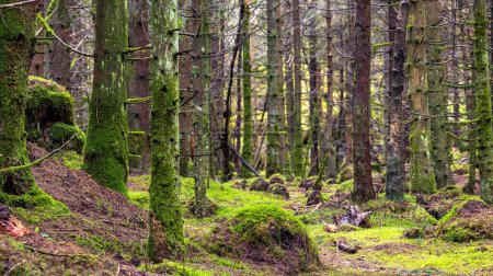 Foto de Un bosque con un sendero y unos pocos árboles - Imagen libre de derechos