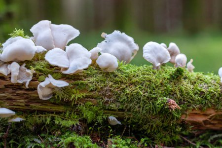 Photo for A bunch of mushrooms growing on a log - Royalty Free Image