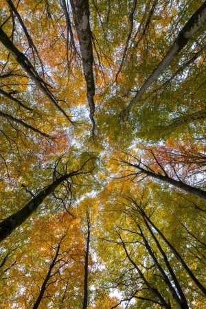 Foto de Una vista de un bosque con árboles altos - Imagen libre de derechos
