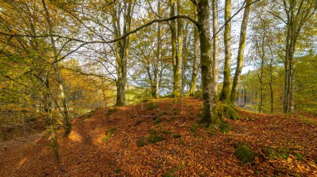 Téléchargez les photos : Une colline de feuilles dans une forêt avec des arbres - en image libre de droit