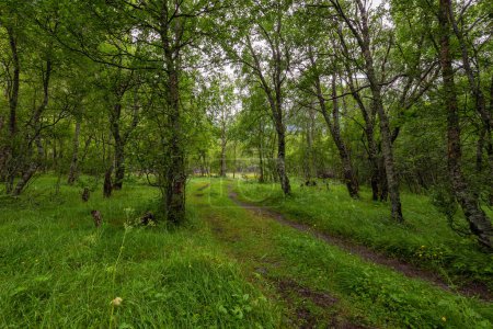 Téléchargez les photos : Un chemin à travers une forêt avec beaucoup d'arbres - en image libre de droit