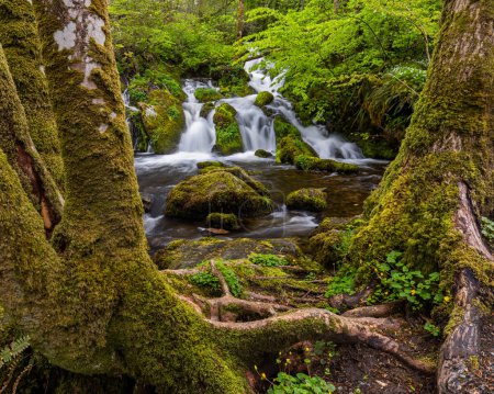 Téléchargez les photos : Un ruisseau traversant une forêt luxuriante - en image libre de droit
