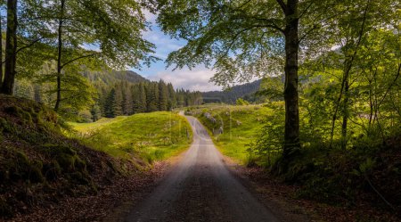 Téléchargez les photos : Un chemin de terre au milieu d'une forêt - en image libre de droit
