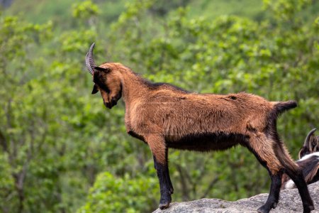 Foto de Una cabra de pie sobre una roca con un bosque al fondo - Imagen libre de derechos