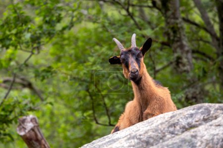 Foto de Una cabra con cuernos sentados en una roca - Imagen libre de derechos