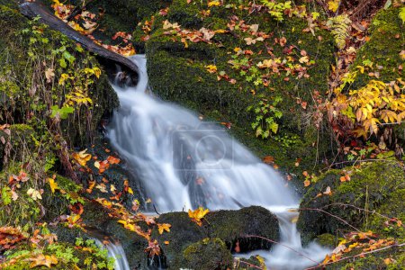 Téléchargez les photos : Une cascade dans les bois avec des feuilles sur le sol - en image libre de droit