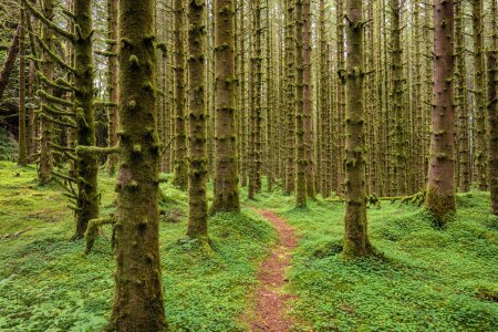 Foto de Un sendero en un bosque con árboles musgosos - Imagen libre de derechos