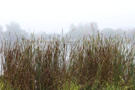 Photo for Cattail on the shore of a foggy lake - Royalty Free Image
