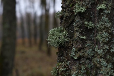 Photo for Evernia prunastri on the moss covered tree - Royalty Free Image