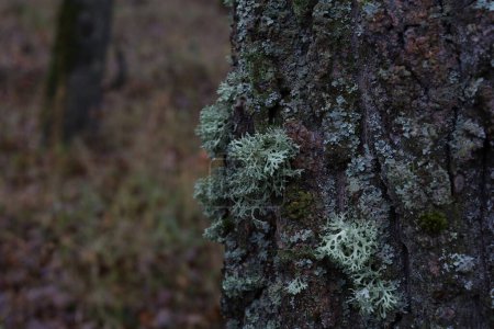 Photo for Evernia prunastri on the moss covered tree, autumn forest atmosphere - Royalty Free Image