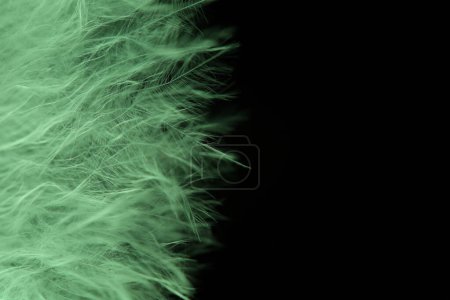 Green texture abstract on black background, feather in macro