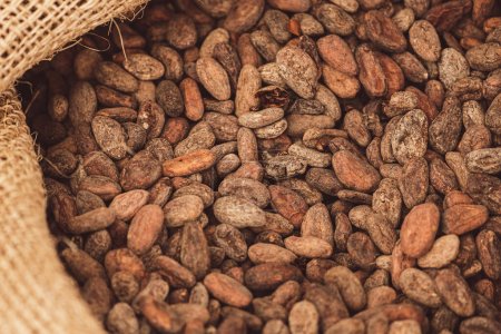 Geröstete Bohnen oder Samen von Theobroma Kakao oder Kakao in einem Jutesack, Nahaufnahme