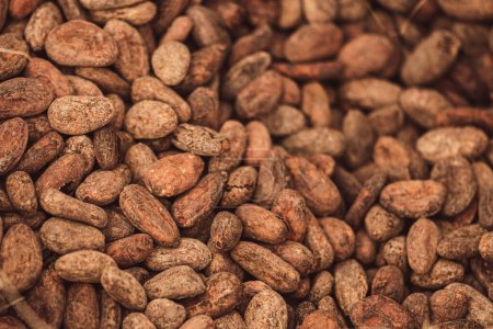 Geröstete Bohnen oder Samen von Theobroma Kakao oder Kakao in einem Jutesack, Nahaufnahme