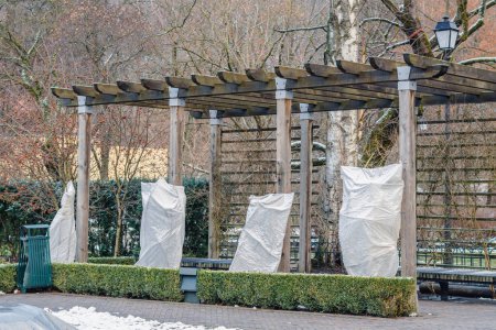 Téléchargez les photos : Plants, bushes of roses or small trees in a park or garden covered with blanket, swath of burlap, frost protection bags or roll of fabric to protect them from frost, freeze and cold temperature - en image libre de droit