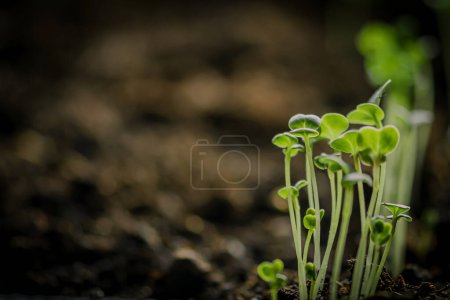 Téléchargez les photos : Petits jeunes plants de rapini ou navets verts qui viennent de germer à partir de graines plantées dans un terreau fertile, gros plan - en image libre de droit