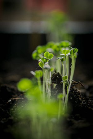 Téléchargez les photos : Petits jeunes plants de rapini ou navets verts qui viennent de germer à partir de graines plantées dans un terreau fertile, en gros plan, verticaux - en image libre de droit