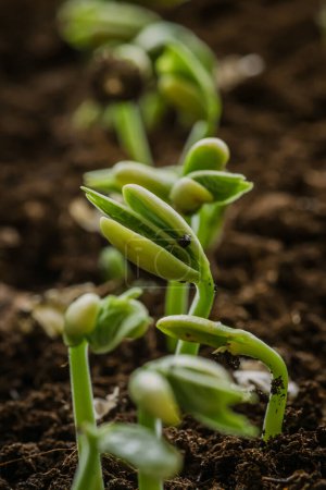 Photo for Small fresh green white beans seedlings just sprouted from seeds planted in fertile potting soil, close up, vertical - Royalty Free Image