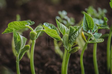Photo for Small fresh green white beans seedlings just sprouted from seeds planted in fertile potting soil, close up - Royalty Free Image