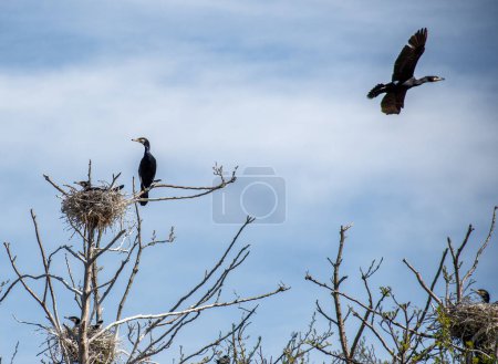 Photo for Beautiful huge colony of black cormorants nesting in big nests on tree branches on the coast of the Baltic Sea in spring - Royalty Free Image