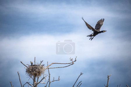 Photo for Couple of beautiful black cormorants nesting in a big nest on the tree on the coast of the Baltic Sea in spring, male flying away to fish - Royalty Free Image