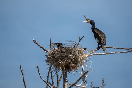 Photo for Couple of beautiful black cormorants with open beaks nesting in a big nest on the tree on the coast of the Baltic Sea in spring - Royalty Free Image