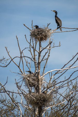 Photo for Beautiful huge colony of black cormorants nesting in big nests on tree branches on the coast of the Baltic Sea in spring, vertical - Royalty Free Image